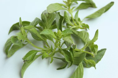 Ocimum africanum leaves, called as Daun Kemangi in Indonesia. Eaten raw as a food condiment. Isolated on white background clipart