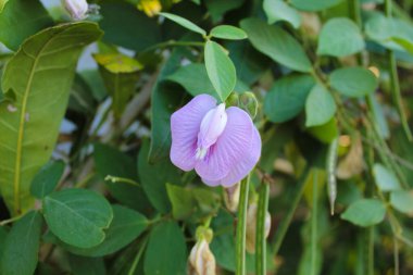 Centrosema virginianum çiçeği ya da bezelye çiçeği, bahçede çiçek açar. Ayrıca yabani mavi üzüm, mavi çan ve yabani bezelye olarak da bilinir..