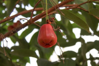 Ağaçta asılı kırmızı renkli Syzygium akvaryumu meyvesi. Ayrıca su kirazı, sulu gül elması, su elması, çan meyvesi veya jambu havası olarak da bilinir..