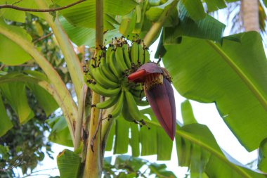 Muz çiçekleri, muz ağacı tomurcukları.