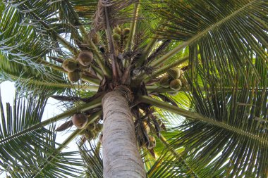 Yüksek yeşil hindistan cevizi ağacı, aşağıdan manzara. Açık mavi gökyüzü arkaplanı