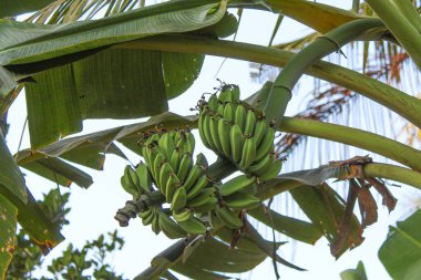 Ağaçta yeşil muz meyvesi