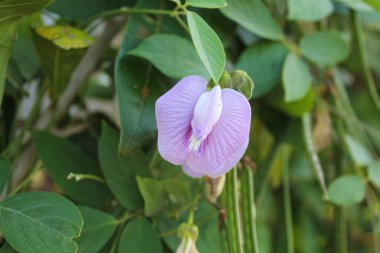 Centrosema virginianum çiçeği ya da bezelye çiçeği, bahçede çiçek açar. Ayrıca yabani mavi üzüm, mavi çan ve yabani bezelye olarak da bilinir..