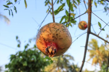Ağaçta asılı duran Punica granatum veya nar meyvesi, açık mavi gökyüzü arkaplanı