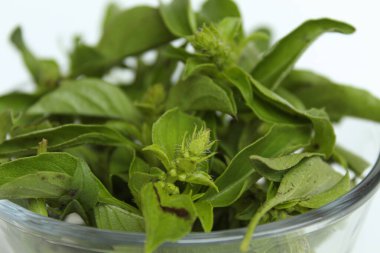 Ocimum africanum leaves, called as Daun Kemangi in Indonesia. Eaten raw as a food condiment. Isolated on white background clipart