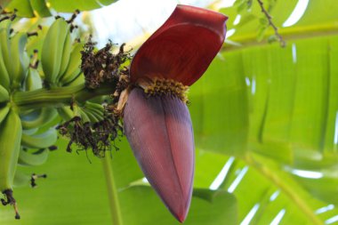 Muz çiçekleri, muz ağacı tomurcukları.