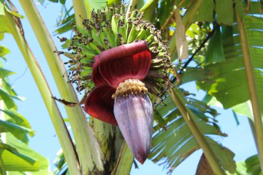 Muz çiçekleri, muz ağacı tomurcukları.