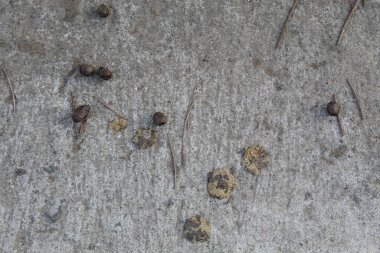 Keçi gübresi veya kuru keçi kakası veya keçi dışkısı, gri arka planda.