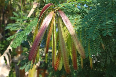 Ağaçta asılı olan Leucaena lökocephala meyvesi. Lamtoro ya da petai cina da denir.