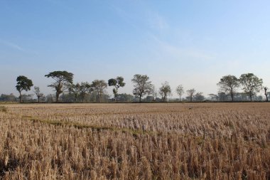 Kurak mevsimde hasattan sonra kuru pirinç tarlaları