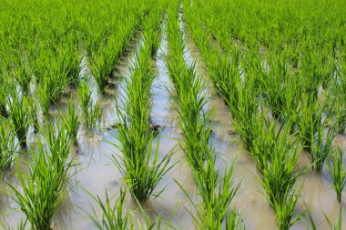 Çamurlu sulak pirinç tarlasında taze pirinç tohumları ekmek