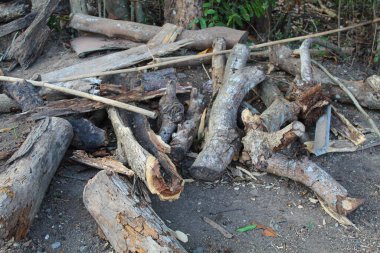 Ağaç kütükleri Dan bambu, yan görünüş