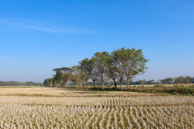 Kurak mevsimde kuru pirinç tarlaları, yeşil ağaçlar ve açık mavi gökyüzü arka planıyla. Ülke kenar görünümü