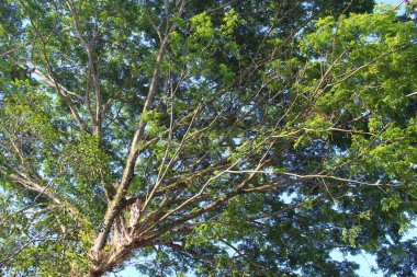 Yeşil yapraklı yüksek gölgeli ağaçlar, aşağıdan manzara