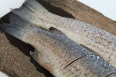 Mavi leke kefal kefal ya da mavi kuyruk kefal, ya da Crenemugil seheli, ya da ikan belanak, tahta tabakta. Beyaz arkaplanda izole