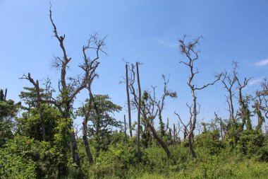 Dry high trees among green leaves or plants, with blue sky background clipart