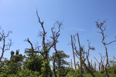 Kuru yüksek ağaçlar yeşil yapraklar veya bitkiler arasında, mavi gökyüzü arka planı ile