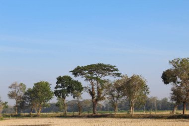 Yaz mevsiminde, kuru pirinç tarlaları ve yeşil ağaçlarla kır manzarası.