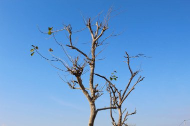 Yeşil yapraklı yüksek ağaçlar, aşağıdan manzara, açık mavi arkaplan