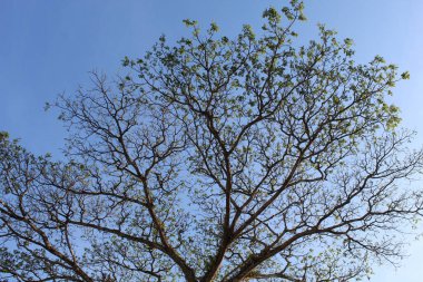 High trees, view from below, with clear blue sky background clipart