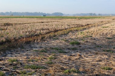 Kurak mevsimde hasattan sonra kuru pirinç tarlaları