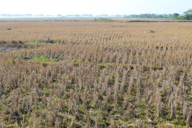 Kurak mevsimde hasattan sonra kuru pirinç tarlaları