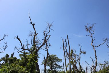 Kuru yüksek ağaçlar yeşil yapraklar veya bitkiler arasında, mavi gökyüzü arka planı ile