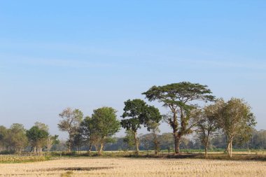 Yaz mevsiminde, kuru pirinç tarlaları ve yeşil ağaçlarla kır manzarası.