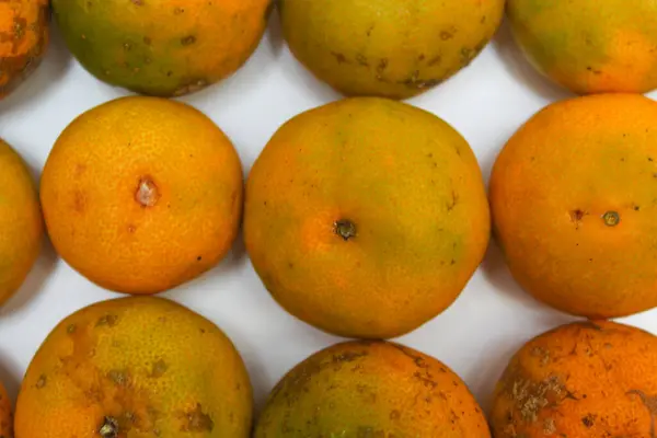 Citrus reticulata ya da mandalina portakalı, portakallar beyaz arka planda. Düz ya da üst görünüm