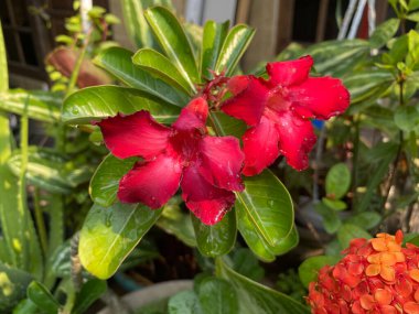 Flower of Adenium obesum, blooming on the garden. Red petals. Also known as Sabi star, kudu, mock azalea, impala lily or desert rose clipart