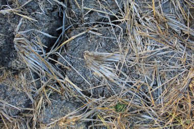 Cracked fields and dry plants during long dry season, flat lay or top view clipart