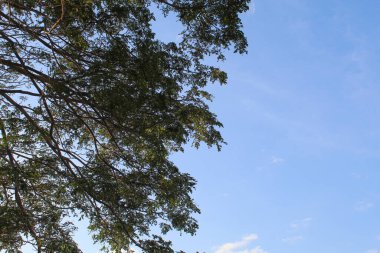 Açık mavi arkaplan ile yüksek ağaçların altına bak