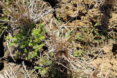 Cracked fields and dry plants during long dry season, flat lay or top view clipart