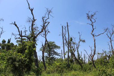 Kuru yüksek ağaçlar yeşil yapraklar veya bitkiler arasında, mavi gökyüzü arka planı ile