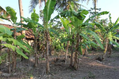 Küçük ölçekli muz tarlaları. Yeşil yapraklı ve meyvesiz muz ağaçları.