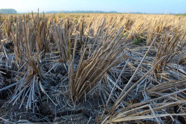 Kurak mevsimde kuru pirinç tarlaları, yeşil ağaçlar ve açık mavi gökyüzü arka planıyla. Ülke kenar görünümü