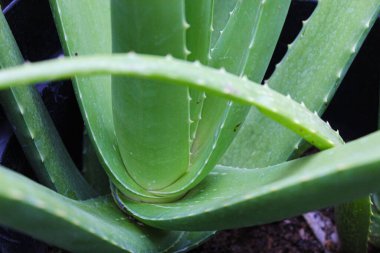 Aloe vera bitkisinin alt kısmının görüntüsünü kapat