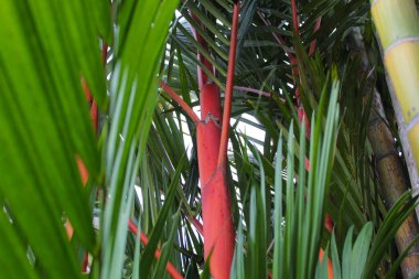 Red sealing wax palm, or lipstick palm, or Cyrtostachys renda, on the garden clipart