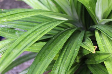 Pandanus amiarillifolius bitkisi. Mutfaklarda hoş kokulu ya da tatlandırıcı olarak kullanılan yapraklar.