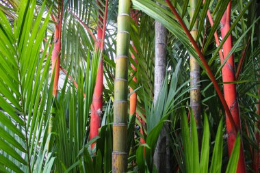 Bahçede kırmızı mühürlü balmumu palmiye, ruj izi ya da Cyrtostachys Renda.