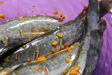 Catfishes with turmeric seasoning, preparation before fried, inside purple basket clipart