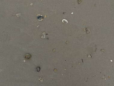 Gri kumsal arka planında deniz kabukları ve mercan parçaları