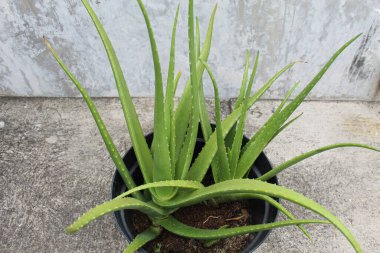 Plastik kapta Aloe vera bitkisi