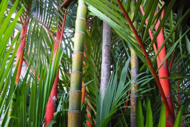 Bahçede kırmızı mühürlü balmumu palmiye, ruj izi ya da Cyrtostachys Renda.