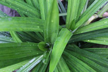 Pandanus amaryllifolius plant, the leaves used for fragrant or flavoring in the cuisines clipart