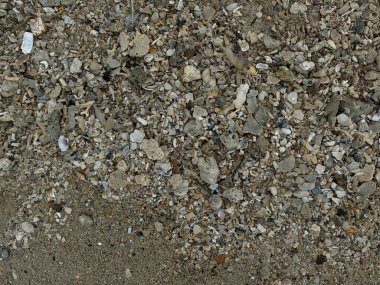 Kumsalda deniz kabukları ve mercan parçaları.