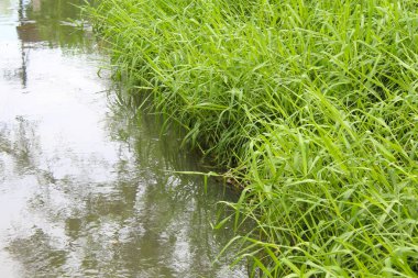 Nehir otu, uzun yeşil yapraklar. Cenchrus purpureus, Pennisetum purpureum, Napier otu, fil otu veya Uganda otu. Bulanık su nehri