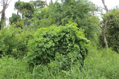 Ormandaki yeşil yapraklar.