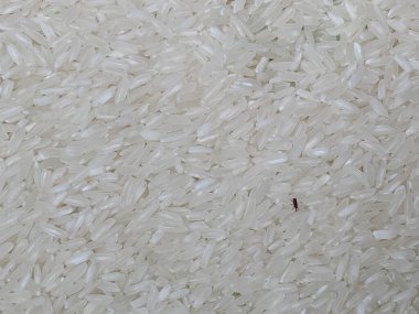 Pirinç buğday biti ya da pişmemiş pirincin üzerindeki Sitophilus oryzae.