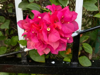 Bougainvillea flowers in pink red color, blooming on the garden clipart